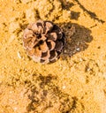 Pine cone on the beach Royalty Free Stock Photo