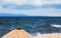 Pine cone on the beach in the sand against the background of the blue sea and sky Royalty Free Stock Photo