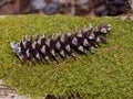 A pine cone on a bed of green sphagnum moss