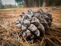 Pine cone on a bed of pine needles Royalty Free Stock Photo