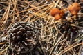 A pine cone on bed of needles with mushrooms, a study in browns Royalty Free Stock Photo