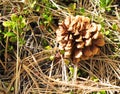 Pine Cone Among a Bed of Needles Royalty Free Stock Photo