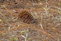 Pine Cone On A Bed Of Pine Needles Royalty Free Stock Photo