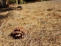 A pine cone on a bed of pine needles in shades of brown Royalty Free Stock Photo