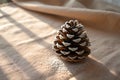 A pine cone on a beige fabric in the sunlight Royalty Free Stock Photo