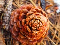 Pine Cone