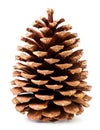 Pine cone big on a white background. Isolated Royalty Free Stock Photo