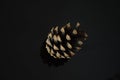 Pine cone black background brown Royalty Free Stock Photo