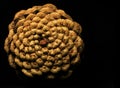 Pine cone on black Royalty Free Stock Photo