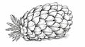 pine cone, black line drawing, children's coloring book Royalty Free Stock Photo