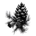 Pine Cone Black Sketch Illustration Royalty Free Stock Photo