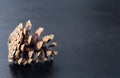 Pine cone on black wood Royalty Free Stock Photo