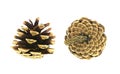 Pine cone