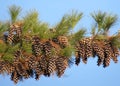 Pine Cone Branch