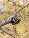 Pine cone branch Royalty Free Stock Photo