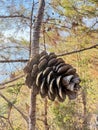 Pine cone branch Royalty Free Stock Photo