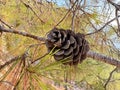 Pine cone branch Royalty Free Stock Photo