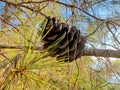 Pine cone branch Royalty Free Stock Photo