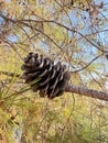 Pine cone branch Royalty Free Stock Photo