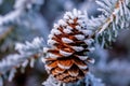 a pine cone on a branch