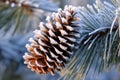 a pine cone on a branch