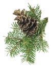 Pine cone and branch of fir tree. Christmas and New Year decor. Winter holidays design elements. Pine Royalty Free Stock Photo