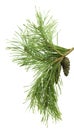 Pine cone and branch of fir tree. Christmas and New Year decor. Winter holidays design elements. Pine Royalty Free Stock Photo