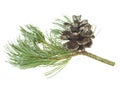 Pine cone and branch of fir tree. Christmas and New Year decor. Winter holidays design elements. Pine Royalty Free Stock Photo