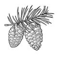 Pine cone and branch of fir tree. Vector vintage black engraving illustration Royalty Free Stock Photo