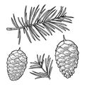 Pine cone and branch of fir tree. Vector vintage black engraving illustration Royalty Free Stock Photo