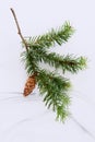 Pine cone branch flat lay Royalty Free Stock Photo