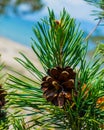 Pine cone on a branch. Pine Cone On A Branch Forest. Natural Composition. A Photo Royalty Free Stock Photo