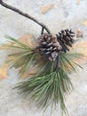 Pine Cone, Branch and Green Needles against White Pavement