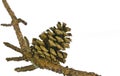 Pine cone on branch isolated