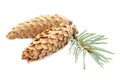 Pine cone and branch isolated on white background. Cedar cone white background. Isolated pinecone and branch with leaves