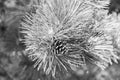 Pine cone on branch with needle. Pine tree branch. Needle of a coniferous tree. Pine pollen. Needle of tree branch and cone spruce Royalty Free Stock Photo