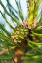 Pine Cone On Branch With Needles.