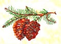 Pine cone branch