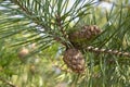Pine cone on a branch. Young green closed pine cone on a pine tree in the wild nature in the forest. Organic herbal