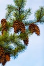 Pine Cone And Branches. Douglas fir tree with cones on the blue sky in the background Royalty Free Stock Photo