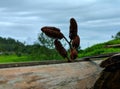 This pine cone is brown, dried, stored on bamboo, ciwidey, januri 15-2121