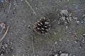 Pine cone on brown earth ground Royalty Free Stock Photo