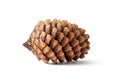 Pine cone with brown scales on a white background Royalty Free Stock Photo