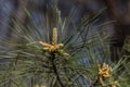 The Pine Cone Buds on a Summer Day Royalty Free Stock Photo
