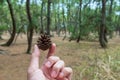 Pine cone carry by 2 fingers at Niji no Matsubara grove in Karatsu Royalty Free Stock Photo