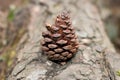 Pine cone at the center of the frame, placed at the pine tree bark Royalty Free Stock Photo
