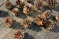 Pine cone, Christmas, pinecone, xmas