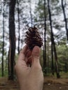 Pine cone close-up with blurred forest background Royalty Free Stock Photo