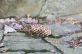 Pine cone close-up Royalty Free Stock Photo