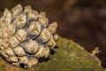 Pine cone close up. Cone in the fresh air Royalty Free Stock Photo